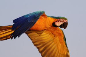 Blue-and-yellow Macaw in flight