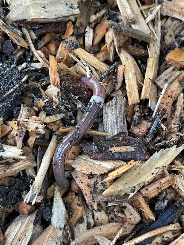 New invasive threat? Asian jumping worms | Glens Falls Chronicle