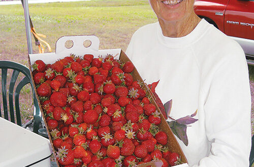 How to Dry Strawberries • The View from Great Island